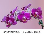 Moth orchid  phalaenopsis...