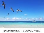 Blue Sky  Flying Gulls