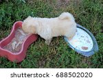 Small photo of Ill-bred puppy dines
