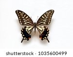 Butterfly Specimen Korea Tiger...