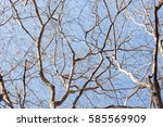 Tree branche.Naked branches of a tree against blue sky close up