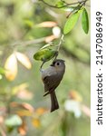 A Tufted Titmouse Hanging From...