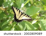 Canadian Tiger Swallowtail On...