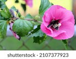 Small photo of honeybee on hibiscus flower McDonough GA