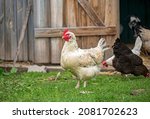 Hens Feeding With Corns In The...