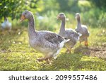Domestic Geese On A Meadow....