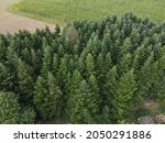 View Fom Above Of Trees In The...
