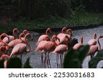 Flamingoes waiting under rain in lake. Selective focus of flamingoes. Dark mode of bird animal background.
