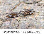 Small photo of macro image of two awlrobberflies having coitus