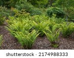 Small photo of Dryopteris Atrata, the wood or buckler fern, a shade loving semi green clump forming plant