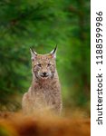 Eurasian Lynx Sitting. Wild Cat ...