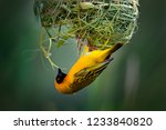African Southern Masked Weaver  ...