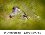 Plains Zebra  Equus Quagga  In...