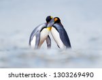 King penguin mating couple...