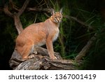 Caracal  African Lynx  On The...