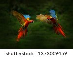 Hybrid Parrots In Forest. Macaw ...