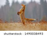 Red Fox Jump Hunting  Vulpes...
