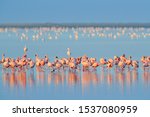Lesser Flamingo  Phoeniconaias...