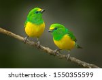 Cute birds. beautiful tanager...