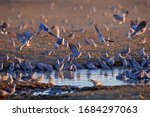 Flock Of Ring Necked Dove ...