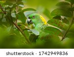 Parrot In Tree. Yellow Naped...