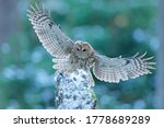 Flying Owl In The Snowy Forest. ...