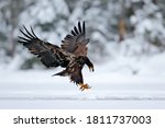 Golden Eagle Landing In Snow On ...