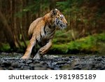 Russia Wildlife. Amur Tiger...