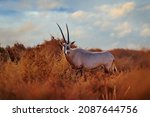 Small photo of Arabian oryx or white oryx, Oryx leucoryx, antelope with a distinct shoulder bump, Evening light in nature. Travel Jordan, Arabia nature. Animal in the nature habitat, Shaumari reserve, Jordan.