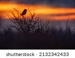 Misty Evening. Hawk Owl Sunset  ...