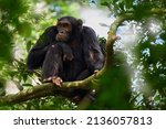 Wildlife Uganda. Chimpanzee, Pan troglodytes, on the tree in Kibale National Park, Uganda, dark forest. Black monkey in the nature, Uganda in Africa. Chimpanzee in habitat, wildlife nature. Resting.