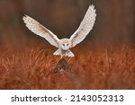 Owl landing flight with open...