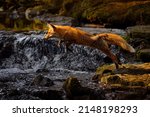 Fox flight above river. Red Fox jumping , Vulpes vulpes, wildlife scene from Europe. Orange fur coat animal in the nature habitat. Fox on the green forest meadow. Action fly funny scene from nature.