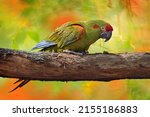 Parrot Red-fronted macaw, Ara rubrogenys, bird endemic semi-desert mountainous area of Bolivia. critically endangered bird species  Sunny day tropic. Red and green macaw. Bolivia wildlife, orange.