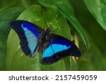 Blue Butterfly Prepona Laertes  ...