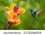 Hummingbird With Orange Flower  ...
