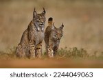 Small photo of Iberian lynx, Lynx pardinus, mother with young kitten, wild cat endemic to Iberian Peninsula in southwestern Spain in Europe. Rare cat walk in the nature habitat. Lynx family, nine month old cub.