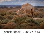 Small photo of Arabian or Dromedary camel, Camelus dromedarius, even-toed ungulate with one hump on back. Camel in the long golden grass in Shaumary Reserve, Jordan, Arabia. Summer day in wild nature.