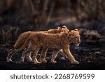 Small photo of Two lost lion kitten cub in nature. African lion, fire burned destroyed savannah. Cats black ash and cinders, Savuti, Chobe NP in Botswana. Hot season in Africa. African lion, male. Botswana wildlife.