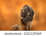 Small photo of Paw hoof of lion leg foot. Africa wildlife, Cute lion cub with mother, African danger animal, Panthera leo, Khwai river, Botswana in Africa. Cat babe in nature habitat. Wild lion in the grass habitat.