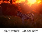 Wildlife, zebra sunset. Bloom flower grass with morning backlight on the meadow field with zebra, Okavago delta, Botswana in Africa. Sunset in the nature, widlife in Botswana. Africa Travel.