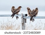 Black kite flock group  milvus...