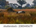 Small photo of Africa wildlife. Hippo i green grass, wet season, danger animal in the water. African landscape hippo. Hippopotamus amphibius capensis, with evening sun, animal in the nature, Okavango, Botswana