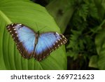 Beautiful Blue Butterfly Blue...