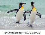 King Penguins Going From Blue...