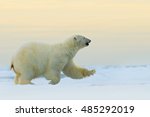 Polar bear running on the ice with water in Arctic Russia. Polar bear in the nature habitat with snow. Big animal with snow.