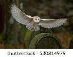 Barn Owl With Nice Wings...