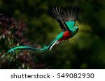 Flying resplendent quetzal ...