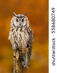 Long Eared Owl  Asio Otus ...