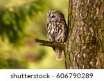Tawny Owl Hidden In The Forest. ...